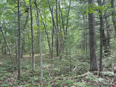 critter, Manistee, MI 49660 photo 8