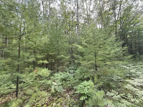 critter, Manistee, MI 49660 photo 13