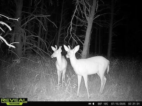 00 E 10 Mile #PARCEL G-2, Irons, MI 49644 photo 21