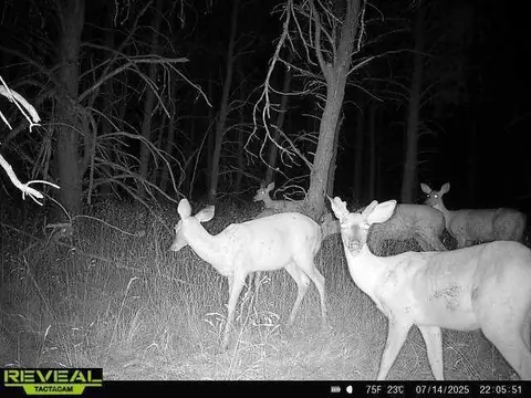00 E 10 Mile #PARCEL G-2, Irons, MI 49644 photo 22