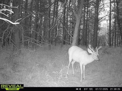 00 E 10 Mile #PARCEL G-2, Irons, MI 49644 photo 20