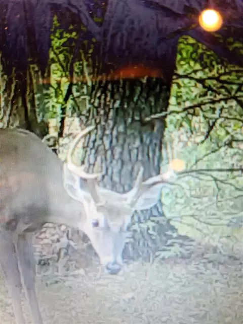 Other - 3985 Indian Trl, Custer, MI 49405 photo 10 of 24