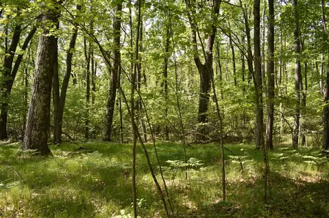 2186 88th, Bitely, MI 49309 photo 8