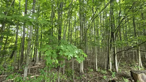 Lumley, Bear Lake, MI 49614 photo 35