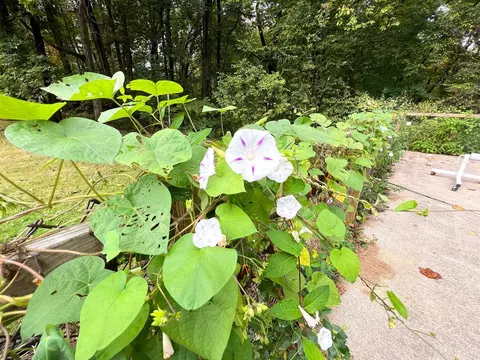 59446 Ferguson, Three Rivers, MI 49093 photo 43