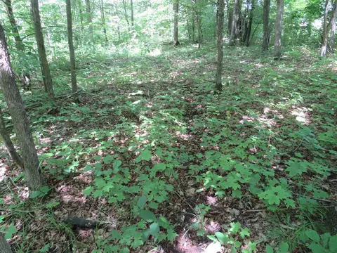 Vl E 16 Road, Manton, MI 49663 photo 28