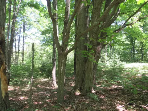 Vl E 16 Road, Manton, MI 49663 photo 13