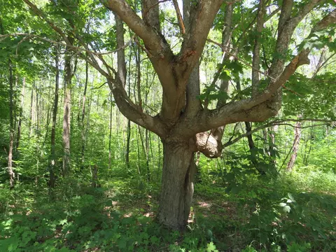 Vl E 16 Road, Manton, MI 49663 photo 23