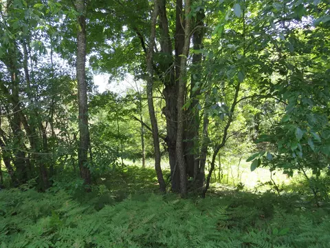 Vl E 16 Road, Manton, MI 49663 photo 6