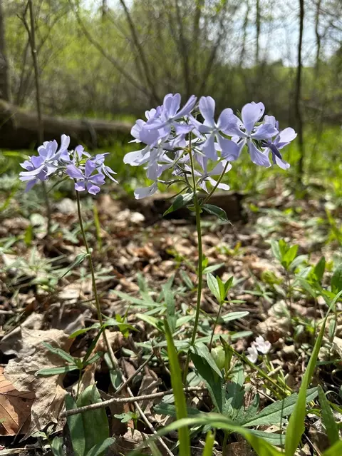 56797 M-40, Marcellus, MI 49067 photo 12