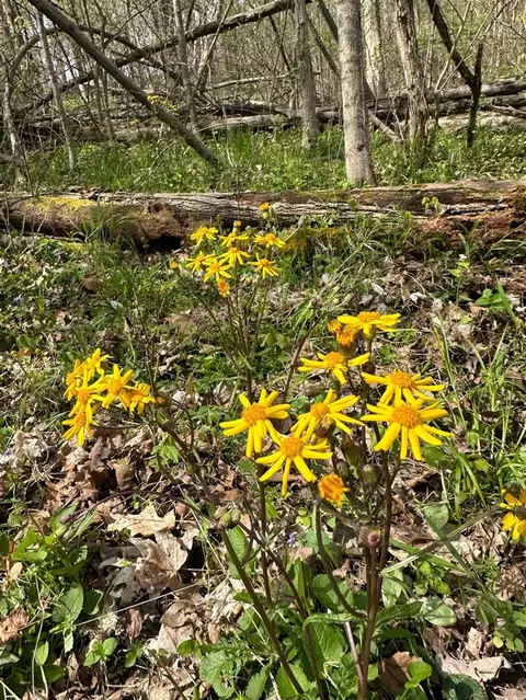 56797 M-40, Marcellus, MI 49067 photo 15