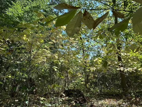 56797 M-40, Marcellus, MI 49067 photo 31