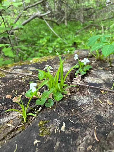 56797 M-40, Marcellus, MI 49067 photo 18