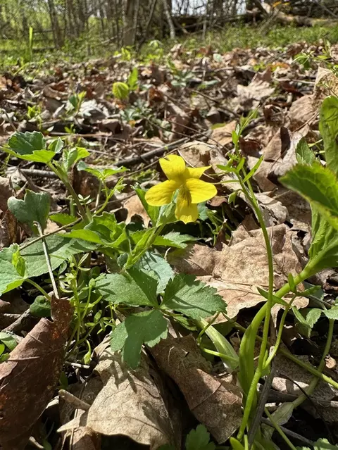 56797 M-40, Marcellus, MI 49067 photo 14