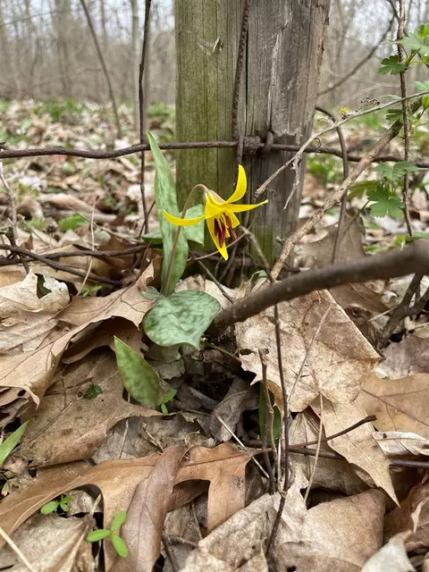 56797 M-40, Marcellus, MI 49067 photo 50