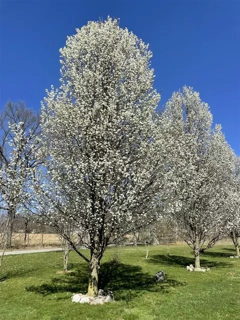 Other - 9850 Springport, Parma, MI 49269 photo 5 of 5