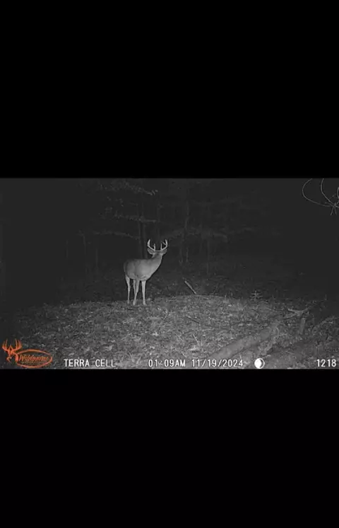 V/l E 22 3/4 Rd, Manton, MI 49663 photo 19