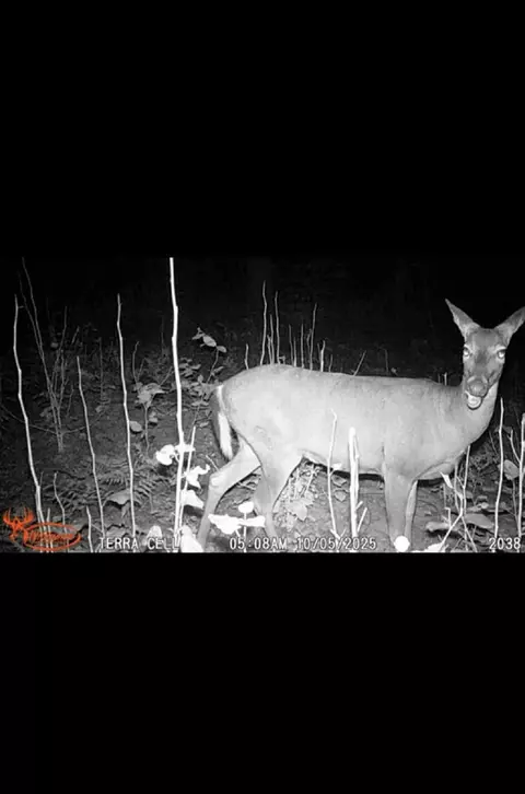 V/l E 22 3/4 Rd, Manton, MI 49663 photo 21