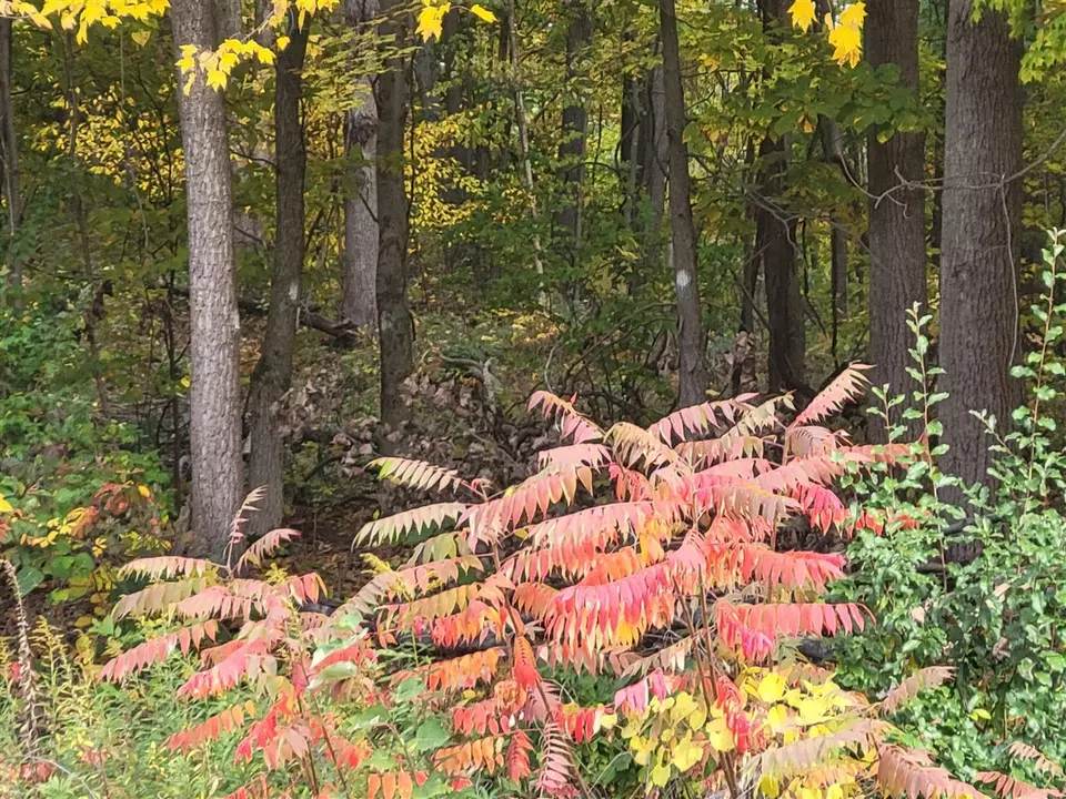  74066 Ridgeway, Lawton, MI 49065 photo 2