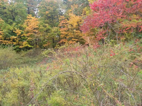 74032 Ridgeway, Lawton, MI 49065