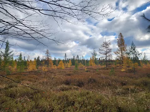 V/l Cadillac, Lake, MI 48632