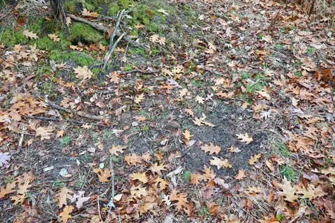Hatton, Farwell, MI 48622 photo 72