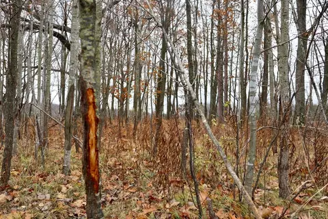 Hatton, Farwell, MI 48622 photo 20