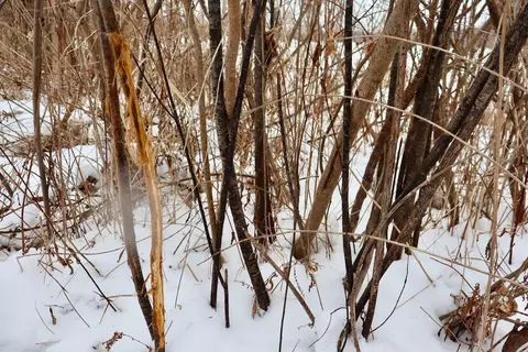 S Santiago, Au Gres, MI 48703 photo 2