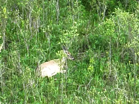 Bunkerhill, Jackson, MI 49201 photo 30