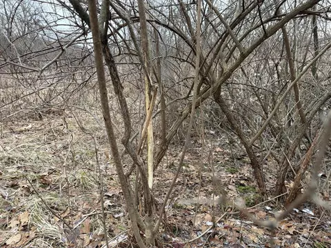 Born, Jones, MI 49061 photo 20