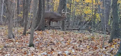 s pittsford, Pittsford, MI 49271