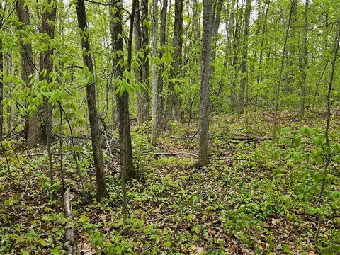 Valleyridge, Alba, MI 49611 photo 4