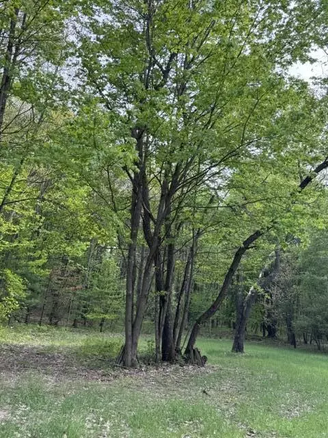 40 Acres 48th, Chase, MI 49623 photo 5