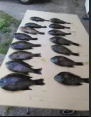 00 Perch Lk, Bitely, MI 49309 photo 11