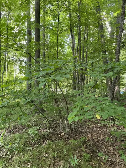 Elm, Lakeview, MI 48850 photo 5