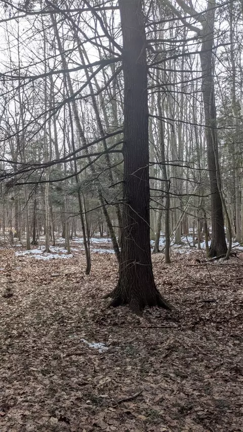 opal ridge, Onekama, MI 49675 photo 7