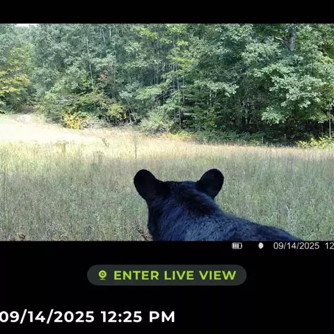 Tower Rd, Curran, MI 48728 photo 7