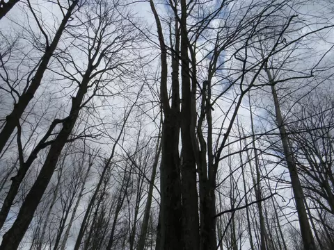 M-115, Marion, MI 49665 photo 11
