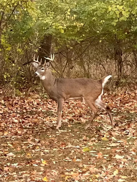 Other - 2813 Brookside, Jackson, MI 49203 photo 6 of 8