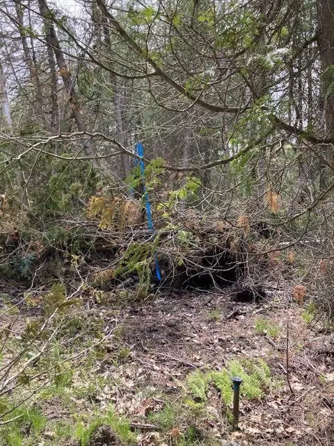 pine tree trail, Oscoda, MI 48750 photo 5