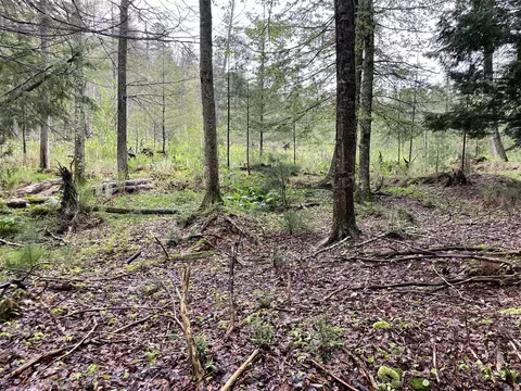 V/l E Pomeroy Springs, Irons, MI 49644 photo 24