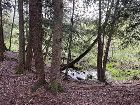 V/l E Pomeroy Springs, Irons, MI 49644 photo 25