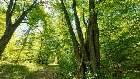 Other - 4196 W 4 Mile, White Cloud, MI 49349 photo 19 of 26