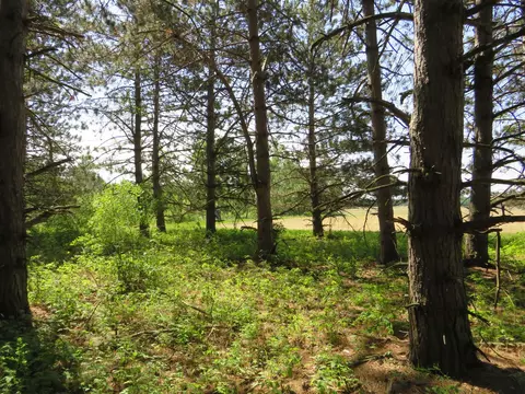 Vl Elkton, Update, MI 48754 photo 28