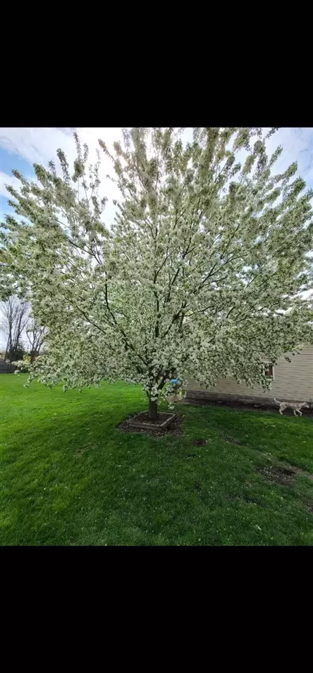 Exterior - 1011 State, Adrian, MI 49221 photo 14 of 14
