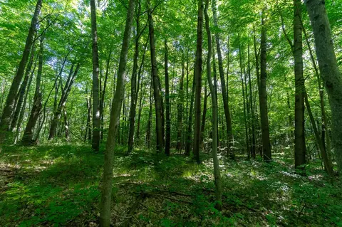 V/l Peach, White Cloud, MI 49349 photo 20