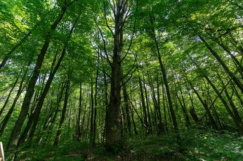 V/l Peach, White Cloud, MI 49349 photo 21