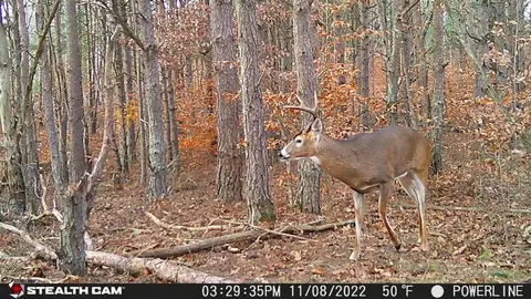 V/l Peach, White Cloud, MI 49349 photo 52
