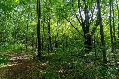 V/l Peach, White Cloud, MI 49349 photo 19