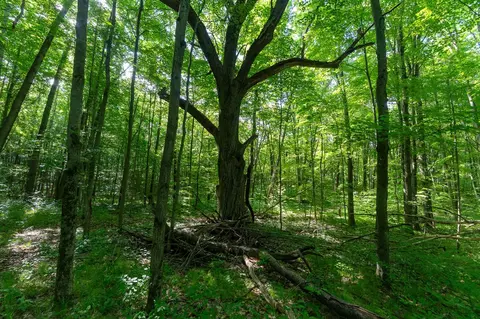 V/l Peach, White Cloud, MI 49349 photo 16